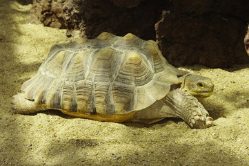 장수거북.파충류. 