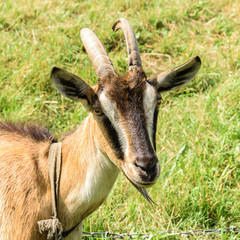 Goat portrait on a green summer meadow