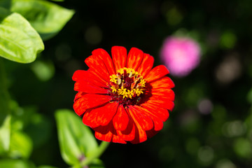 red flower, red zinnia