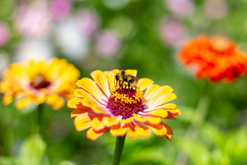 Bee polinizing a flower. Bee on a yellow zinnia