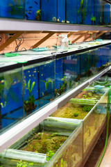 Fish tanks in pet store