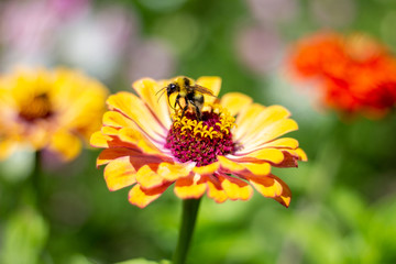 Bee polinizing a flower. Bee on a yellow zinnia