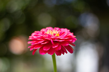 pink flower, pink zinnia