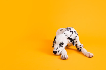 Dalmatian Puppy on Yellow Isolated Background