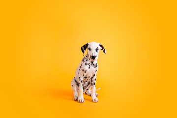 Dalmatian Puppy on Yellow Isolated Background