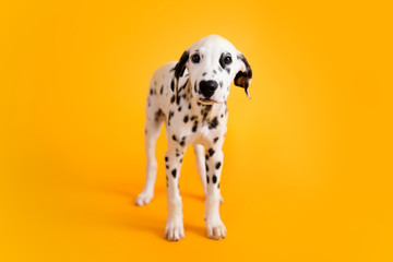 Dalmatian Puppy on Yellow Isolated Background