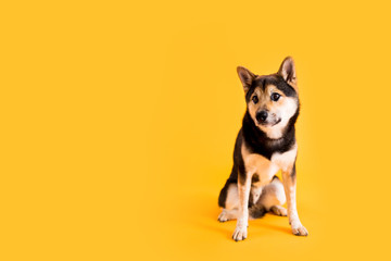 Dog Sitting on Yellow Colored Background