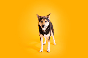 Naklejka na ściany i meble Shiba Inu Dog Standing up on Colored Background