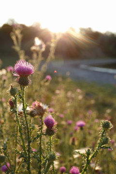Thistle bushes in the meadow at sunset, close-up