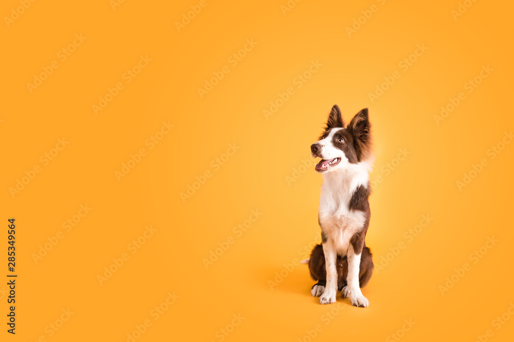 Wall mural border collie dog on isolated yellow colored background