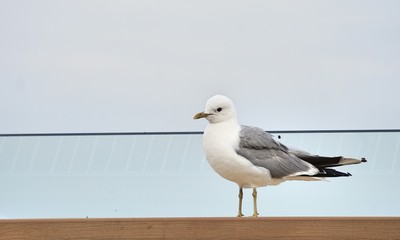 aufmerksame Möwe