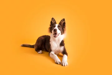 Poster Border Collie Dog on Isolated Yellow Colored Background © MeganBetteridge