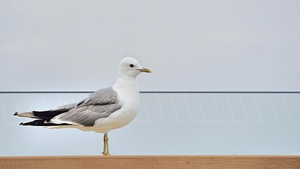Möwe