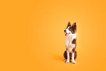 Border Collie Dog on Isolated Yellow Colored Background - obrazy, fototapety, plakaty