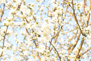 Prunus avium Flowering cherry. Cherry flowers on a tree branch
