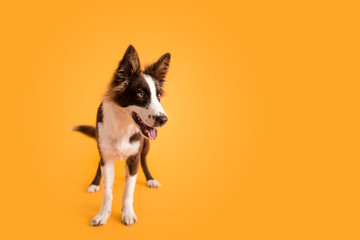 Border Collie Dog on Isolated Yellow Colored Background