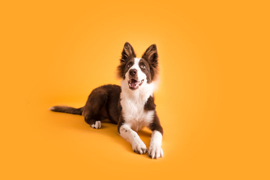 Border Collie Dog on Isolated Yellow Colored Background