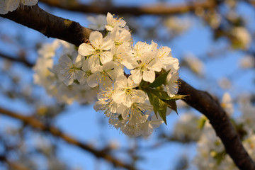 Prunus avium Flowering cherry. Cherry flowers on a tree branch