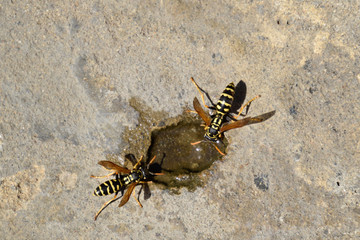 Wasps Polistes drink water