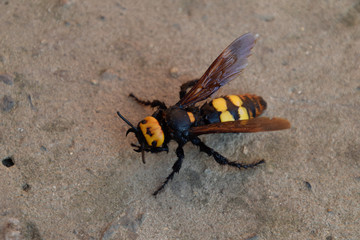 Megascolia maculata. The mammoth wasp.