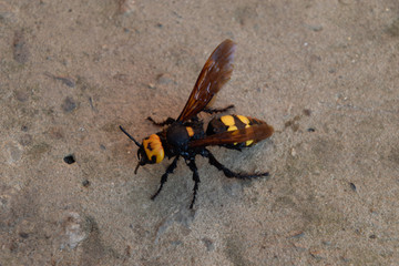 Megascolia maculata. The mammoth wasp.