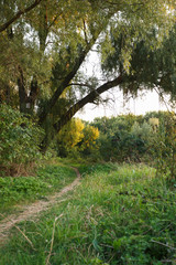 Fototapeta premium Footpath through the forest at sunset