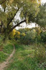Footpath through the forest at sunset