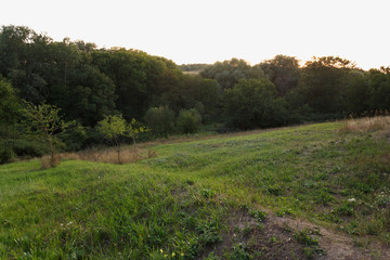 Sunset in the forest at summertime