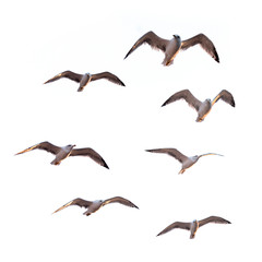 Flying Seagulls (isolated)