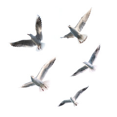 Flying Seagulls (isolated)
