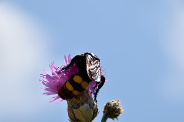 Megascolia maculata. The mammoth wasp.