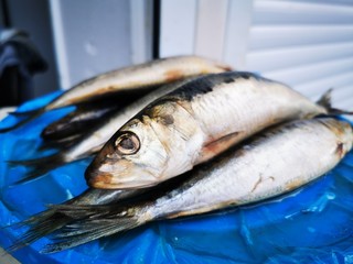 Herring salty, kind of Iwashi