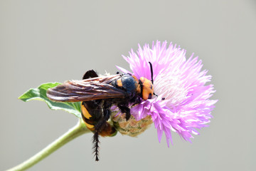 Megascolia maculata. The mammoth wasp.