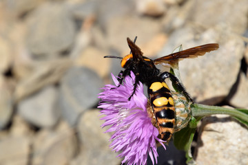 Megascolia maculata. The mammoth wasp.