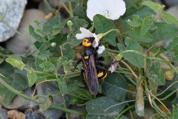 Megascolia maculata. The mammoth wasp.