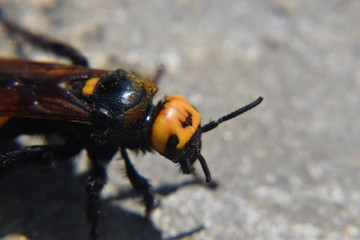 Megascolia maculata. The mammoth wasp.