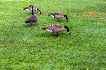 Four Canada Geese feed on a grass lawn
