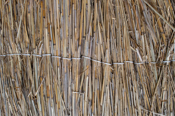 Fence of reeds. Background texture of reeds