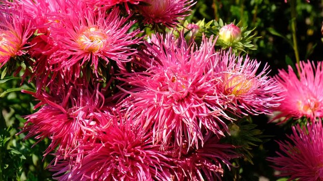 Beautiful summer flower video sketch, blooming asters in the flower bed, shot close-up on a bright sunny day in high resolution 4k