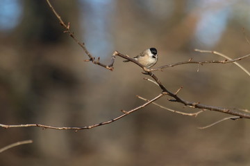 Sumpfmeise Weidenmeise