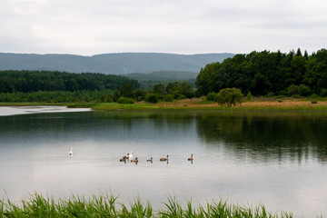 white swans with small swans on the lake