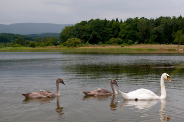 white swans with small swans on the lake
