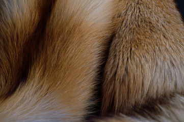 Fox fur. Texture closeup. Backdrop.