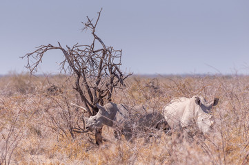 Part of a white Rhinoceros - Ceratotherium simum- family standing next to a tree on the plains of Etosha National Park, Namibia.