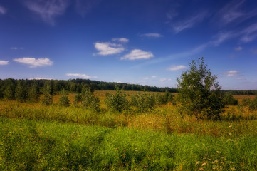 Fototapeta na wymiar Summer meadow landscape with grass and wild flowers on the background of a forest.
