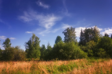 Summer meadow landscape with grass and wild flowers on the background of a forest.