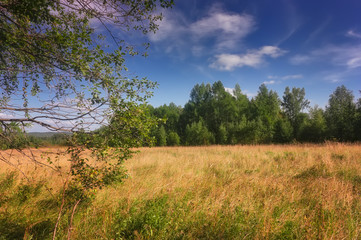 Fototapeta premium Summer meadow landscape with grass and wild flowers on the background of a forest.