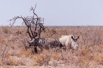 Part of a white Rhinoceros - Ceratotherium simum- family standing next to a tree on the plains of Etosha National Park, Namibia.
