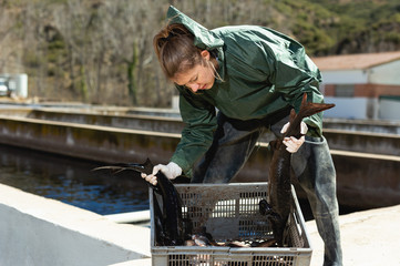 Woman fish farmer holding sturgeon