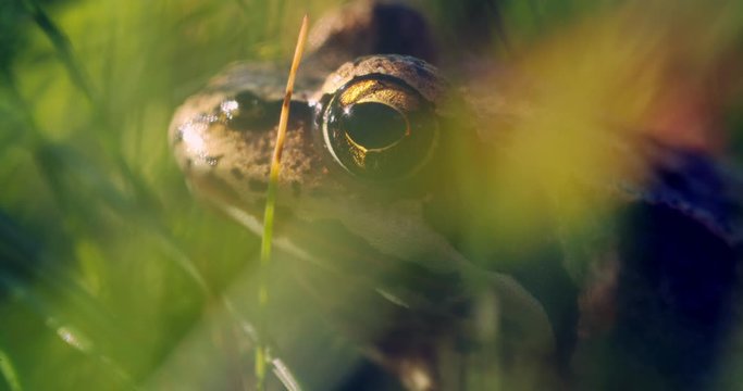 Close-up frog in the wild. hid among leaves and sticks. Macro shooting